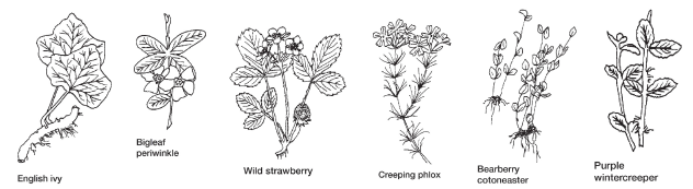 English ivy, bigleaf periwinkle, wild strawberry, creeping phlox, bearberry cotoneaster, and purple wintercreeper